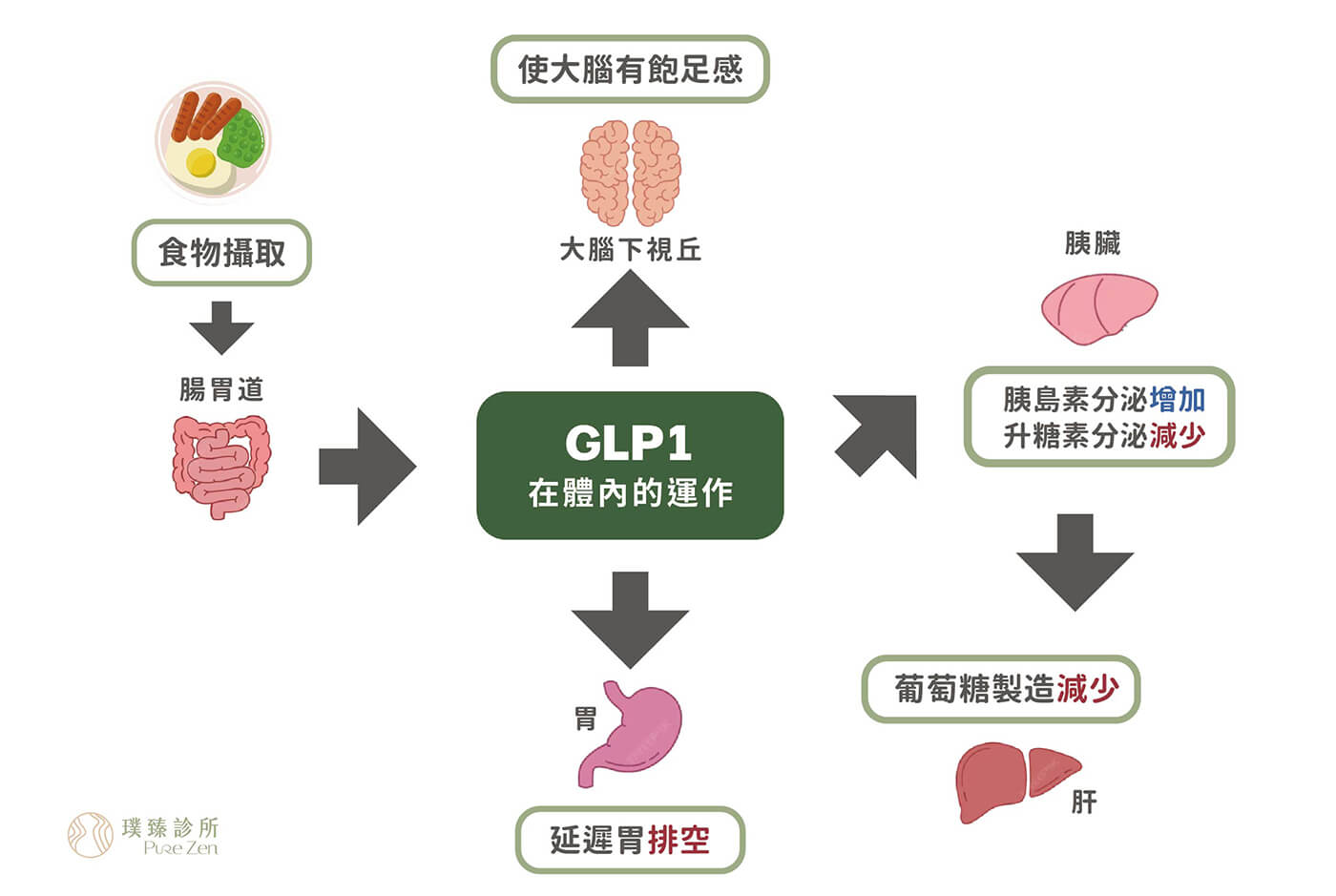 善纖達的減重原理，善纖達瘦瘦筆的主要成分是Liraglutide，是人體天然荷爾蒙類昇糖素胜肽-1類似物。食物進入消化道後，腸道細胞分泌含有GLP-1的腸胃荷爾蒙「腸泌素」，GLP-1作用於人體多處器官，於胰臟β細胞會依血中葡萄糖濃度刺激胰島素分泌，抑制胰臟α細胞降低昇糖素。