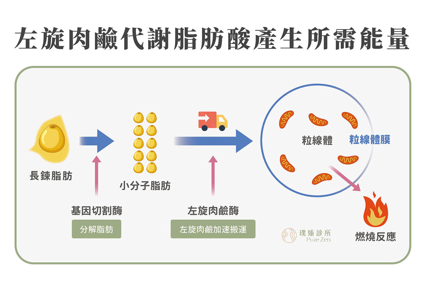 消脂點滴減重特點：左旋肉鹼代謝脂肪酸產生所需能量，肉鹼是脂肪代謝過程中的必要輔酶，若人體缺乏肉鹼，脂肪酸無法代謝、能量無法進入粒線體，可能會產生疲倦、肌肉無力、心肌病變、心律不整、血脂升高、肥胖等問題。因此透過消脂點滴補充適量的左旋肉鹼，幫助代謝脂肪酸、提升脂肪燃燒效率，達到減脂及傳送骨骼肌、心肌能量的效果。