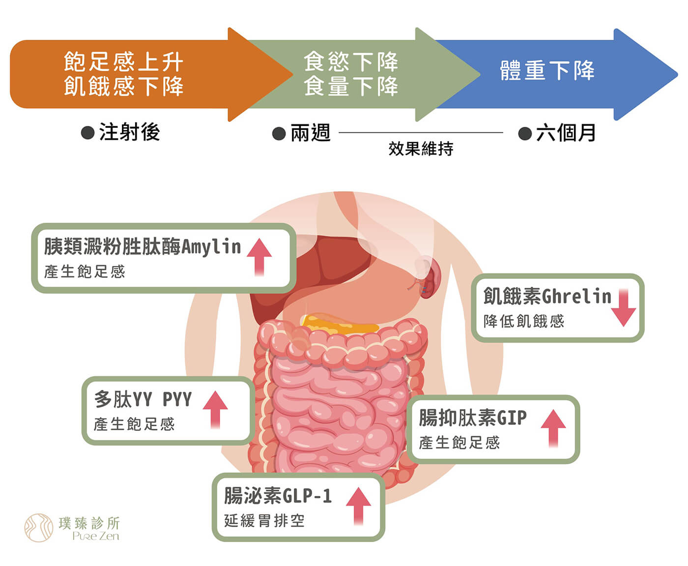 胃肉毒減重特點，調節食慾荷爾蒙，胃肉毒注射於胃部肌肉能調節多種食慾荷爾蒙，研究顯示能抑制飢餓素（Ghrelin）分泌，因此能降低飢餓感。另外能促進腸泌素（Incretin）GLP-1、腸抑肽素（Gastric inhibitory peptide, GIP）、多肽YY（Peptide YY, PYY）、胰類澱粉胜肽酶（Amylin）的分泌，能抑制胃部排空，使中樞神經下視丘產生飽足訊號，可以降低食慾達到飲食控制目標。